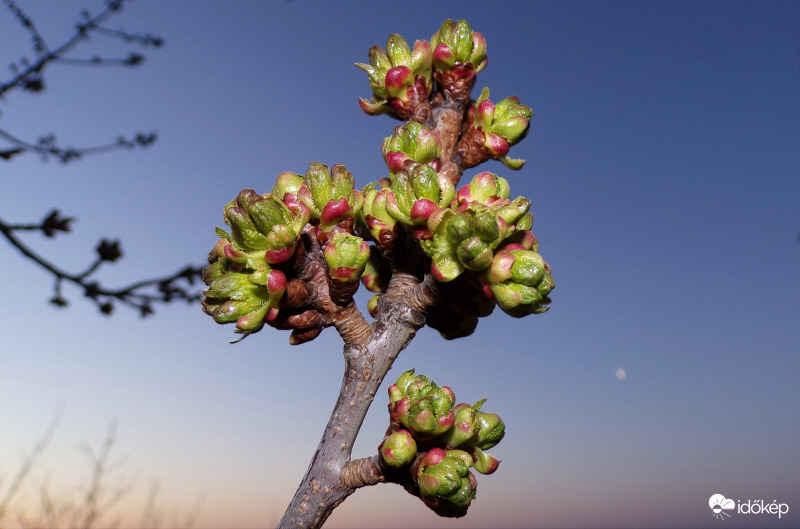 Remélem nem fagy meg!