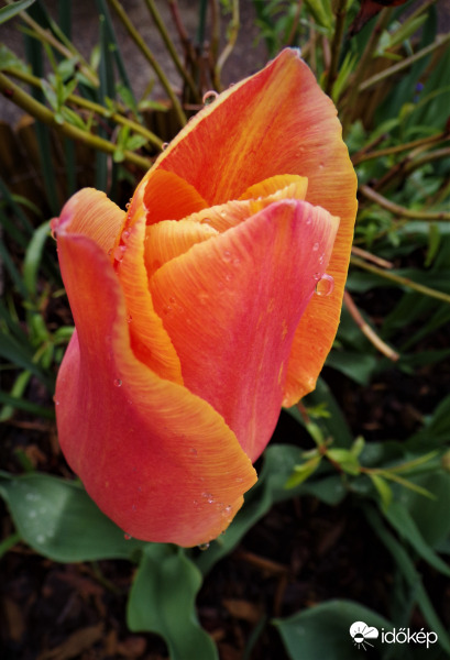 Tulipán 1.