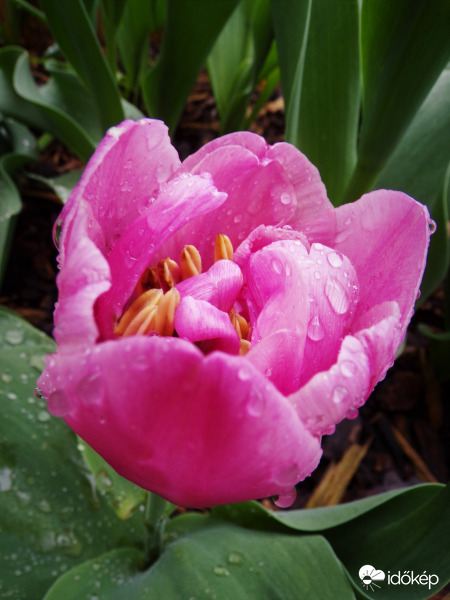 Tulipán 2.