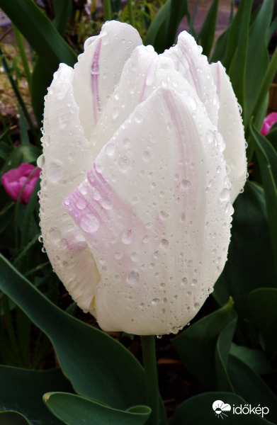 Tulipán 3.