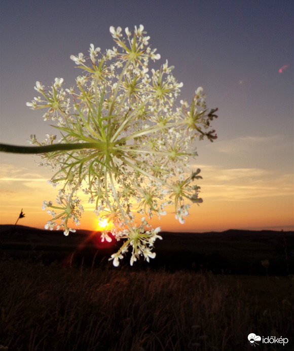 Napkelte vadmurokkal