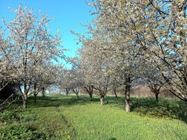 Szomolya