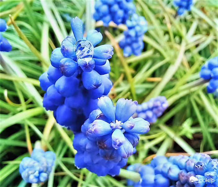 Fürtös gyöngyike eső után