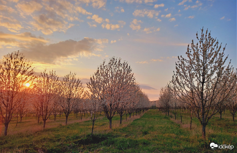 Cseresznyefa virágzás a lemenő nap fényében