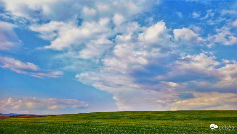 Indul a repcevirágzás