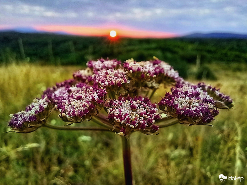 Naplemente gurgolyával