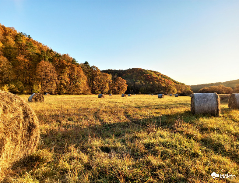 Őszi kaszáló