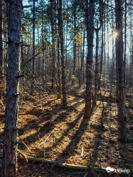 Fenyőerdő reggel