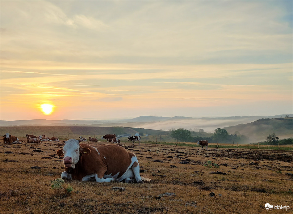 Párás reggel tehénkével