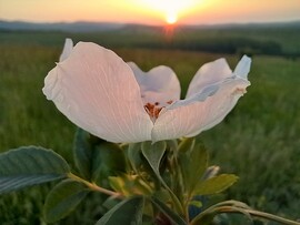 Vadrózsa sütkérezik a reggeli fényben