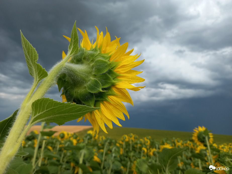 Napraforgó zivatar után 2.