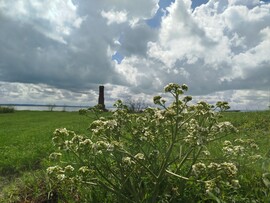 Balatonaliga