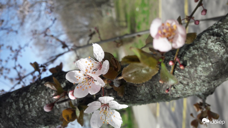virágzás 1
