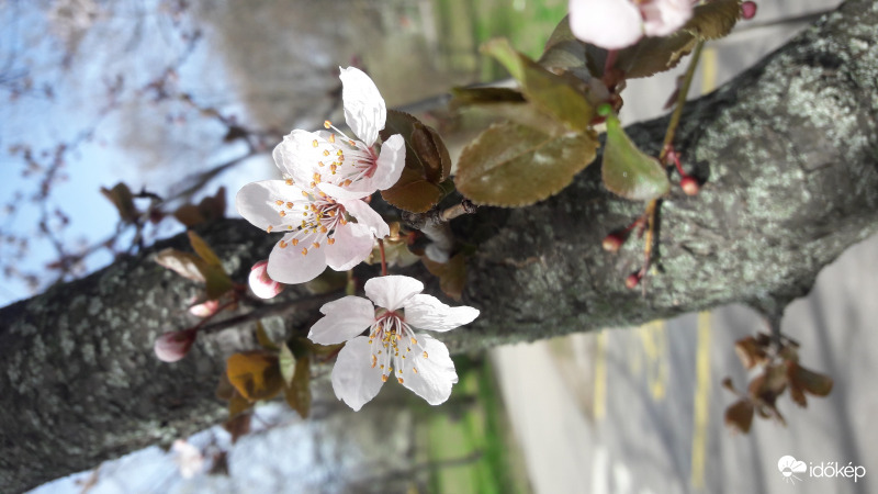 virágzás 2