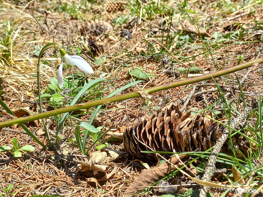 hóvirág és toboz