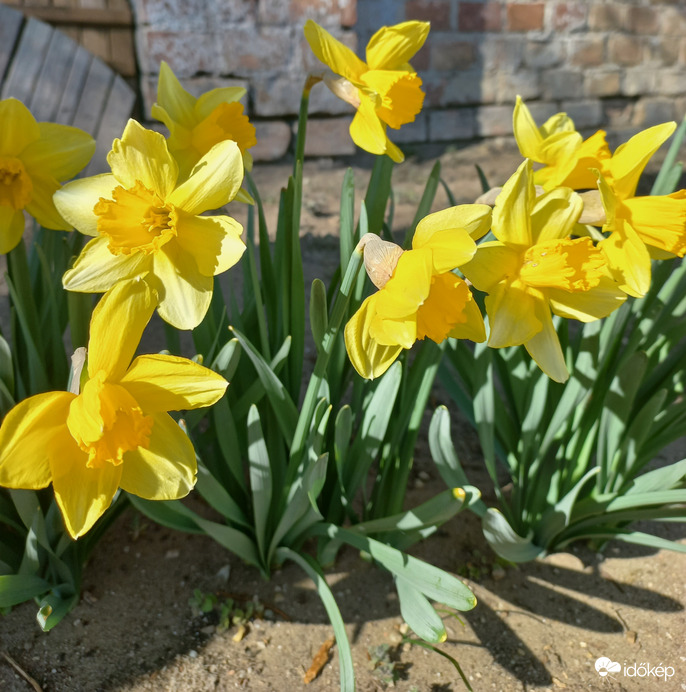 Nárciszok