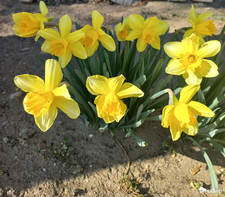 Nárciszok
