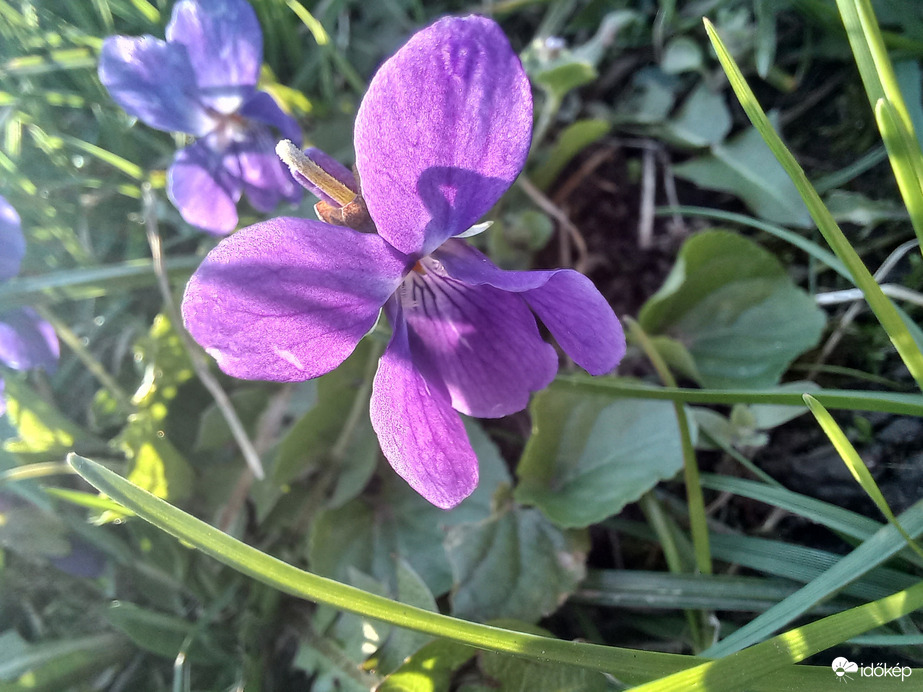 Ibolya