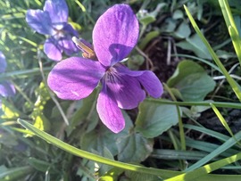 Ibolya