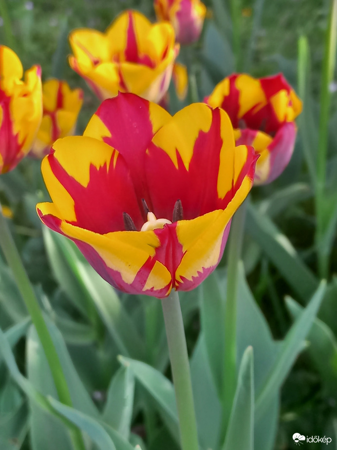 Tulipán