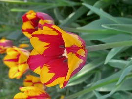 Tulipán