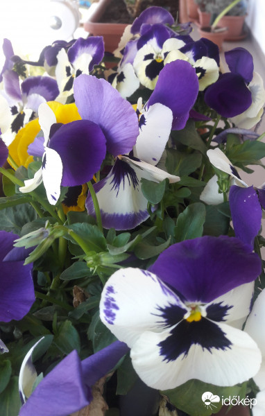 Árvácska, nagyvirágú, lila-fehér