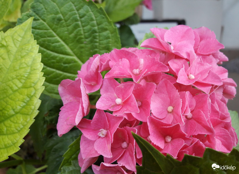 Nyíló rózsaszín hortenzia