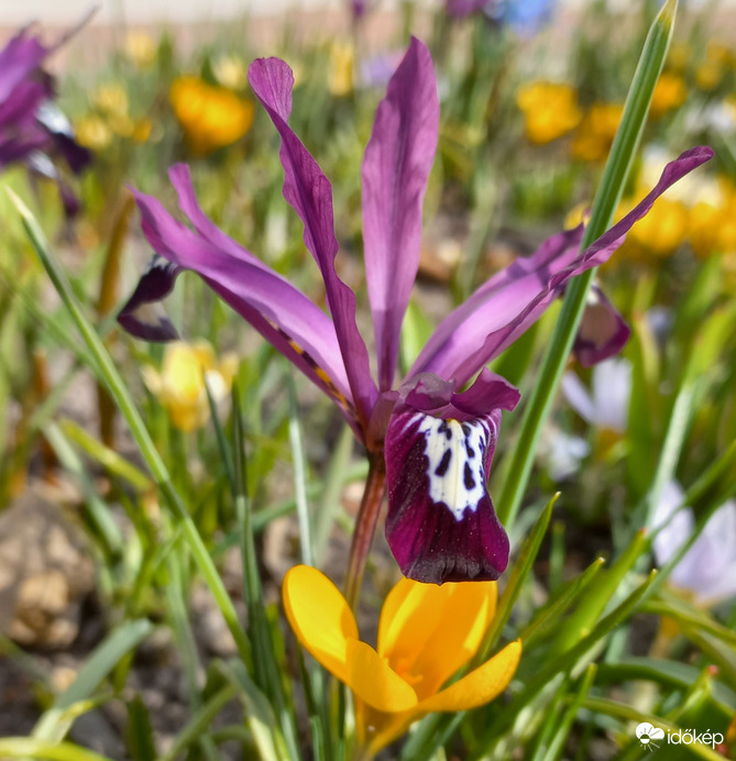 Írisz és krókusz - lila és sárga