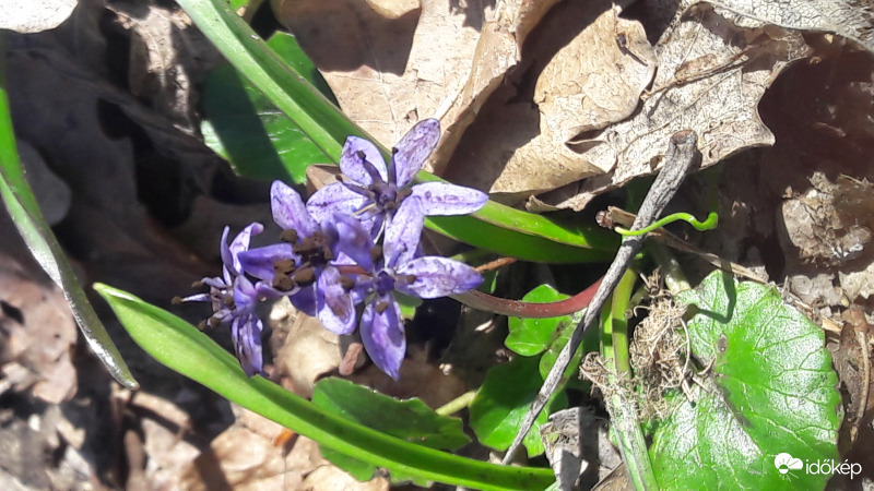 Ligeti csillagvirág 2