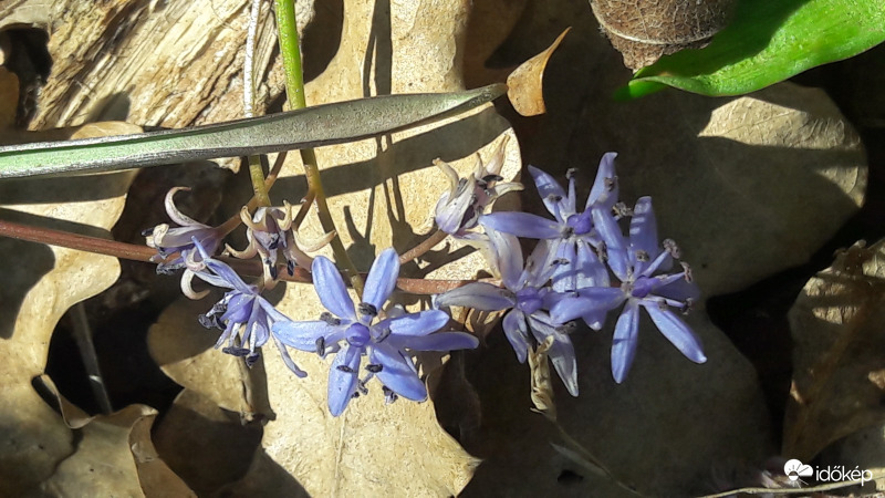 Ligeti csillagvirág 4