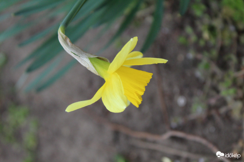 Nárcisz 1