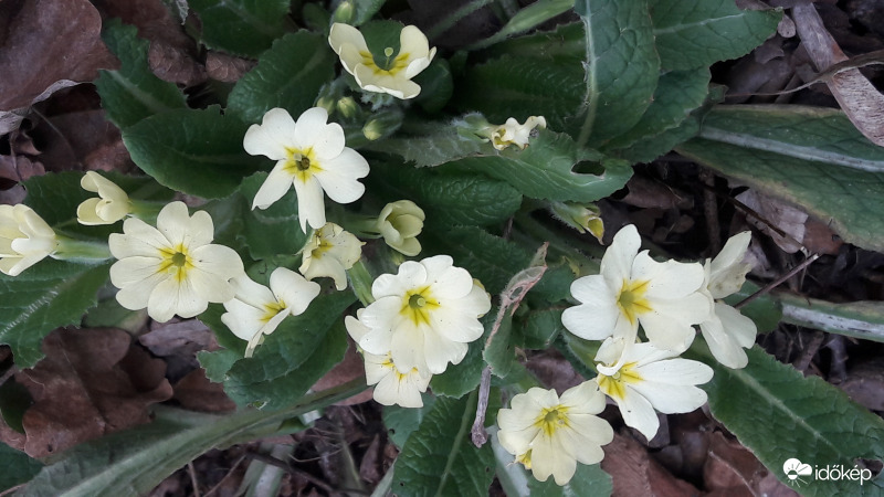 primula