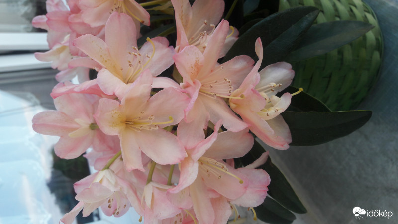 Rhododendron, halványrózsaszín