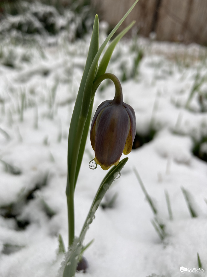 Liliom a hóban