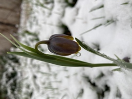 Liliom a hóban