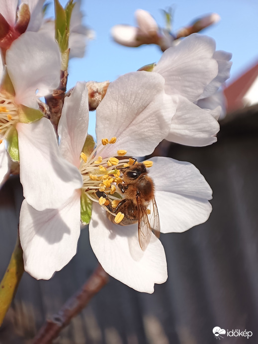 Méhecske :)