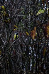 Széncinege a bokorban