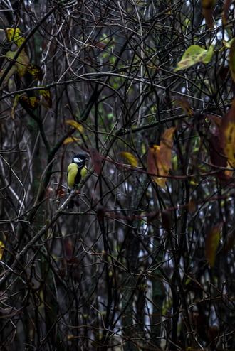 Széncinege a bokorban