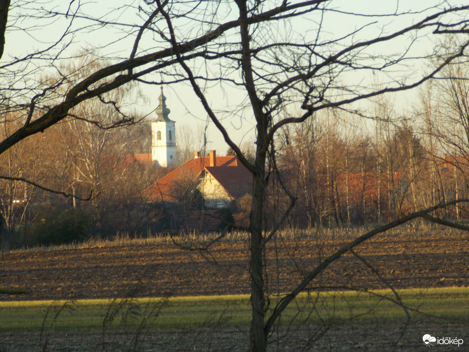 Mezőcsokonya