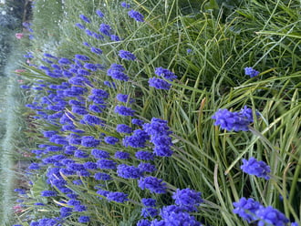 Örmény Gyöngyike (Muscari armeniacum)