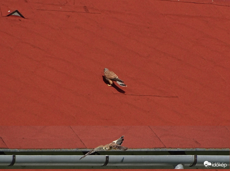 Amikor a vörös játszik