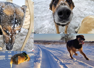 Saját szőrükön érzik a telet