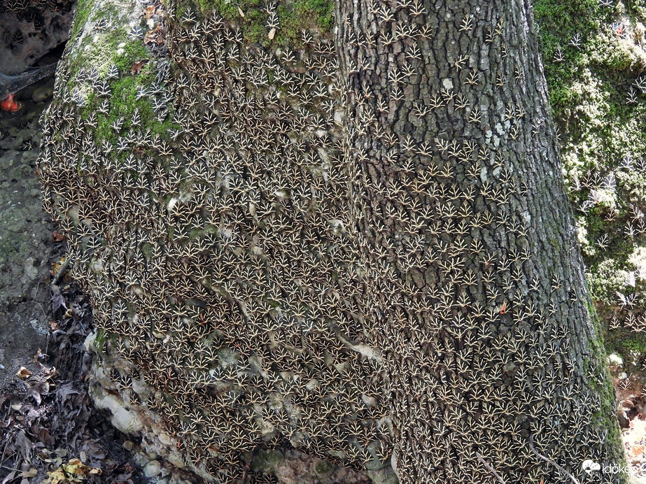 Pillangók völgye