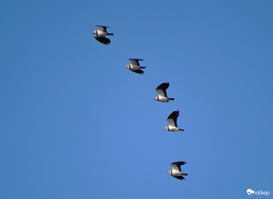 Bíbicek ma reggel 3. 