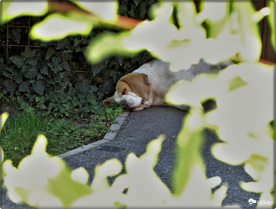 A tavaszi fáradtság begyűrőzött  ősszel  is