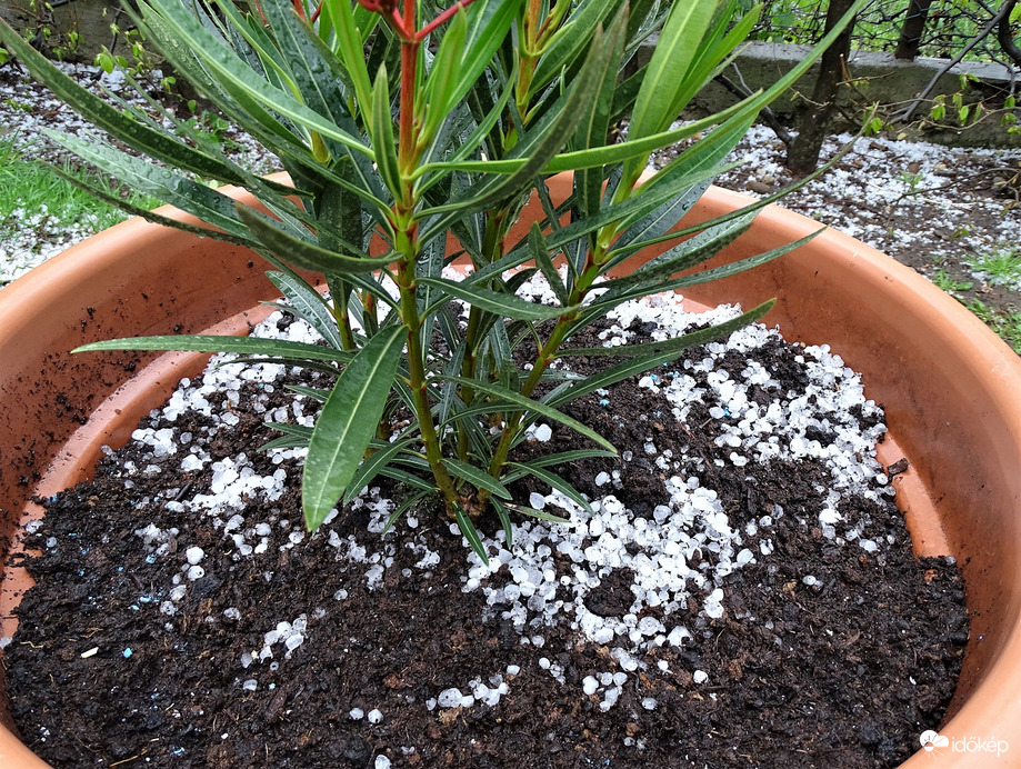 Egy optimista leander