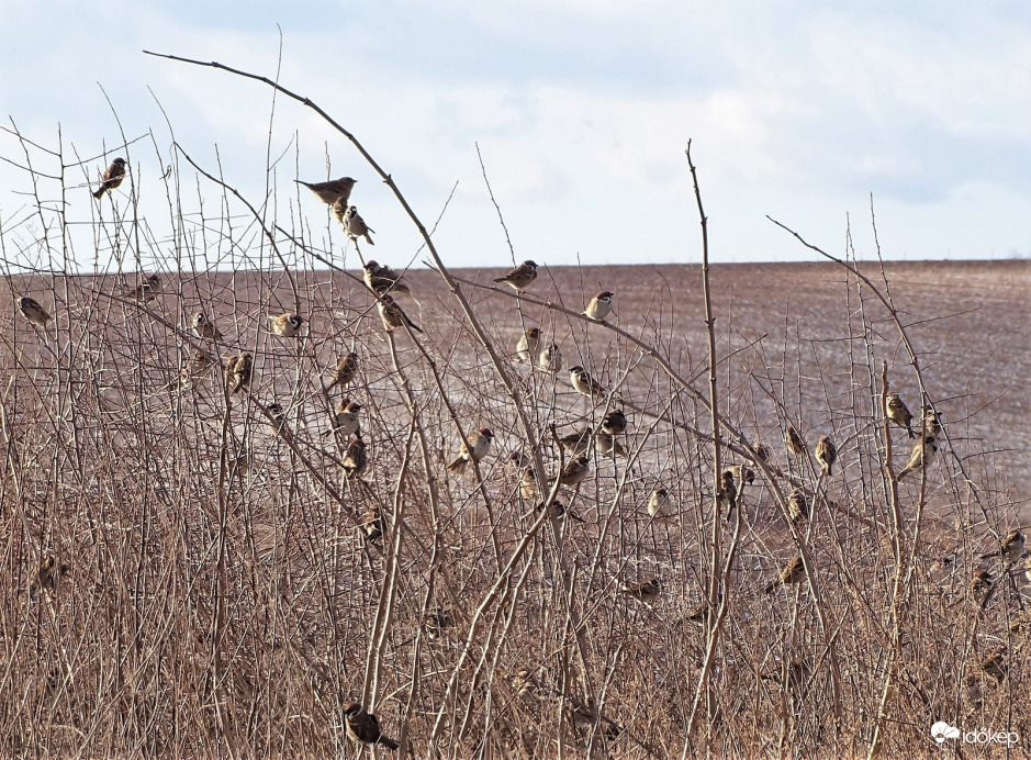 Oktatóanyag kezdő verebeknek