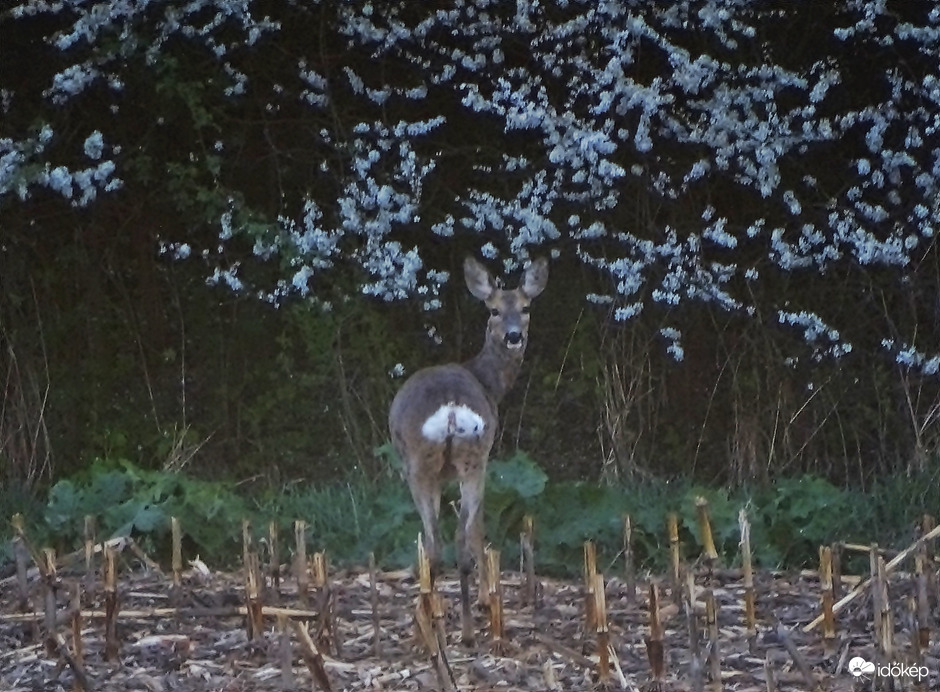 Virágzik a kökény 