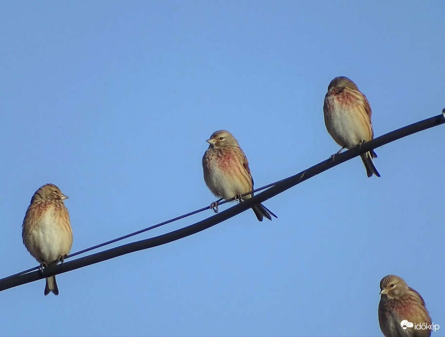 Most pintyek a fecskék helyén 