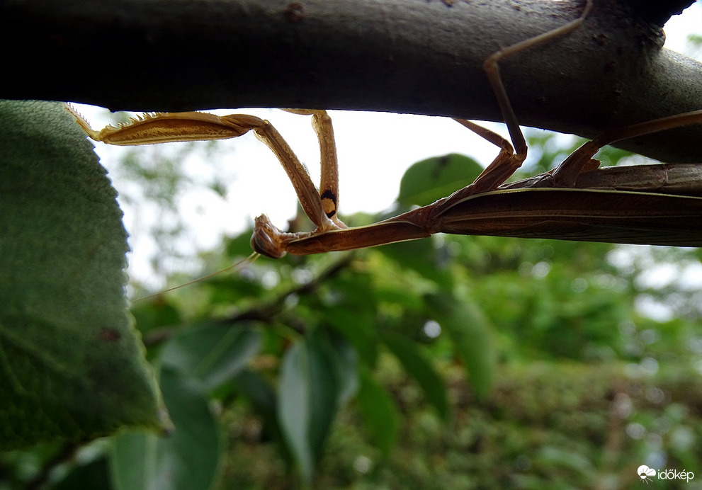 Éppen kelet felé tart